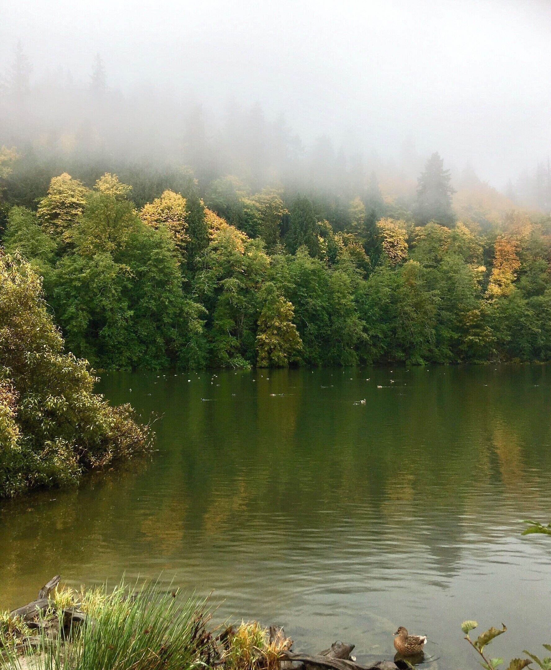 Un lago tranquilo rodeado de un bosque denso con niebla.