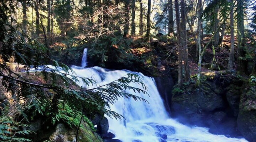 Whatcom Falls park in Bellingham, Washington.
A nice place to explore with a moss and fern covered stone bridge.
