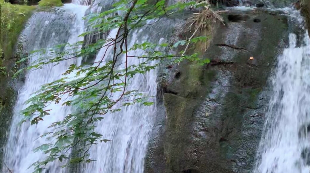 Whatcom Falls Park is a 241-acre park in Bellingham, Washington, United States. The falls are on Whatcom Creek, which leads from Lake Whatcom to Bellingham Bay. The park has four sets of waterfalls and several miles of well maintained walking trails.
#nature