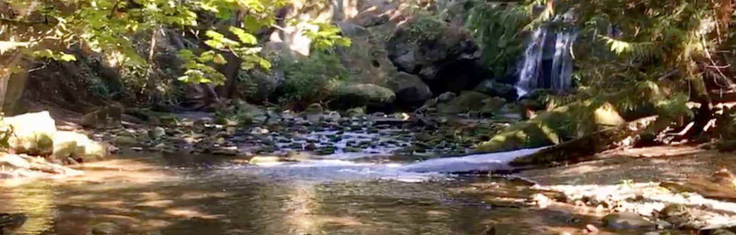 A pleasant walk through Whatcom Falls park.