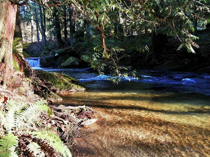 Whatcom Falls park in Bellingham, Washington. 
A nice place to explore with a moss and fern covered stone bridge.