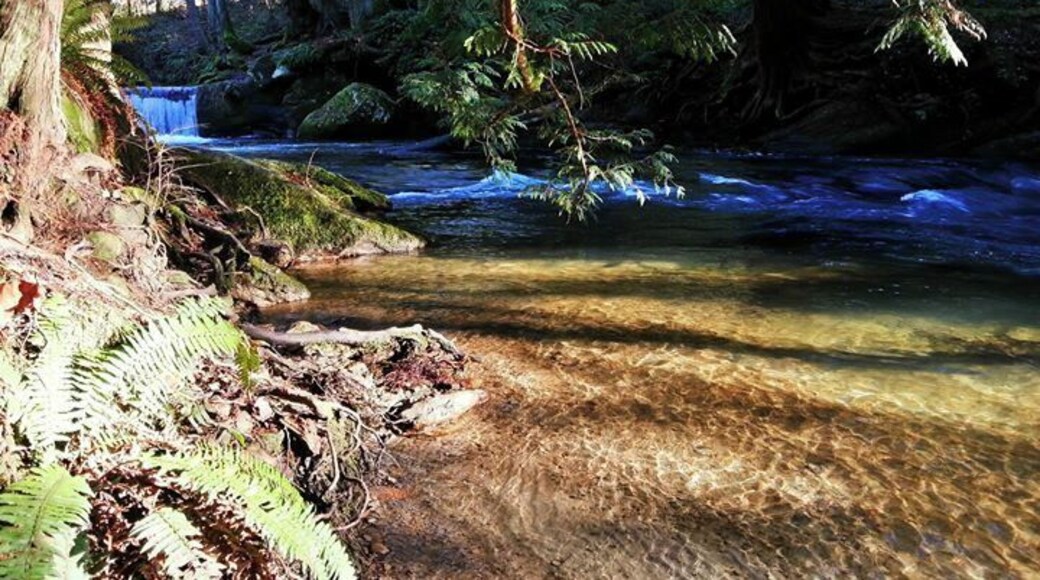 Whatcom Falls park in Bellingham, Washington.
A nice place to explore with a moss and fern covered stone bridge.