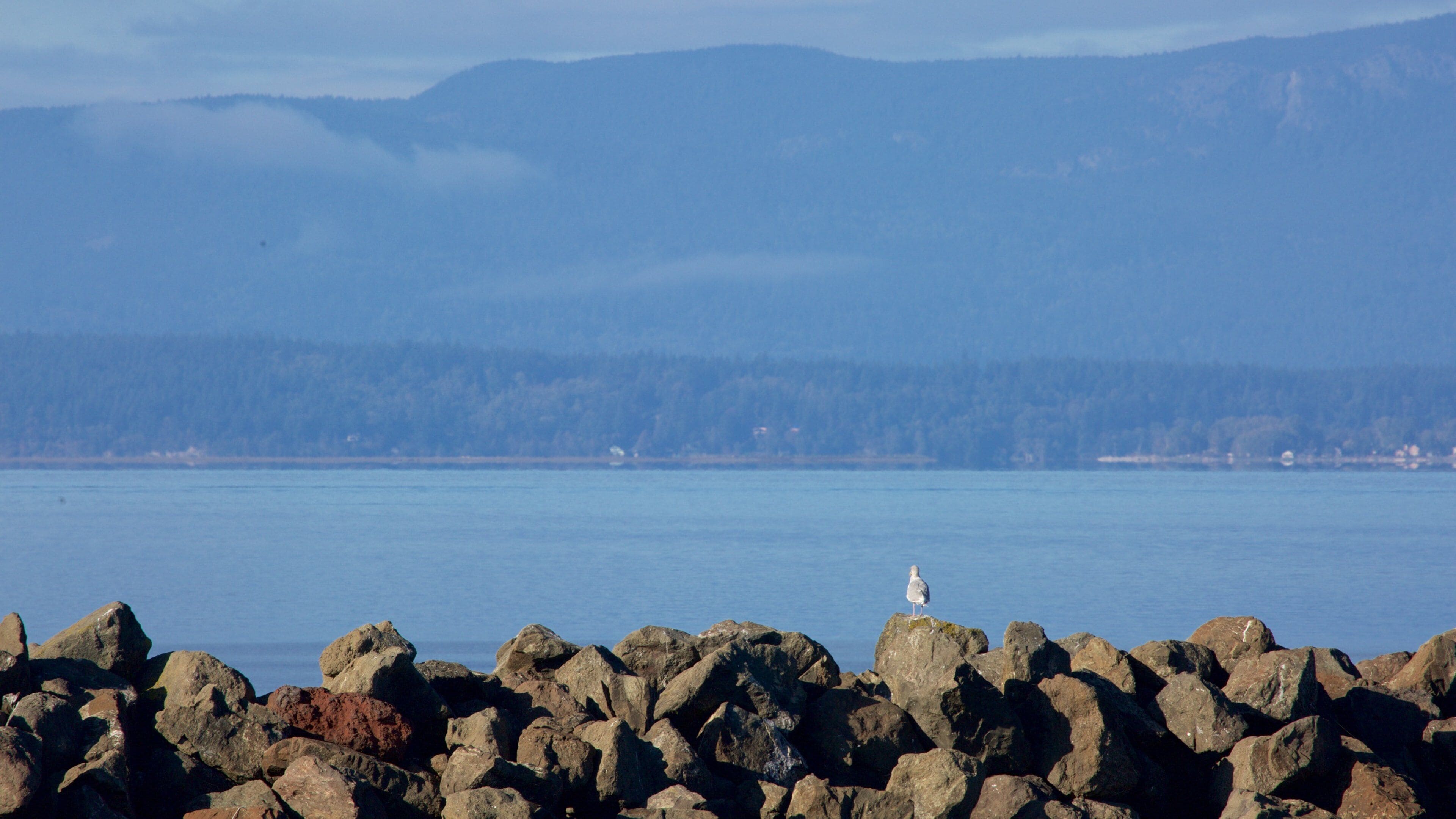 Bellingham que incluye una bahía o un puerto y litoral rocoso
