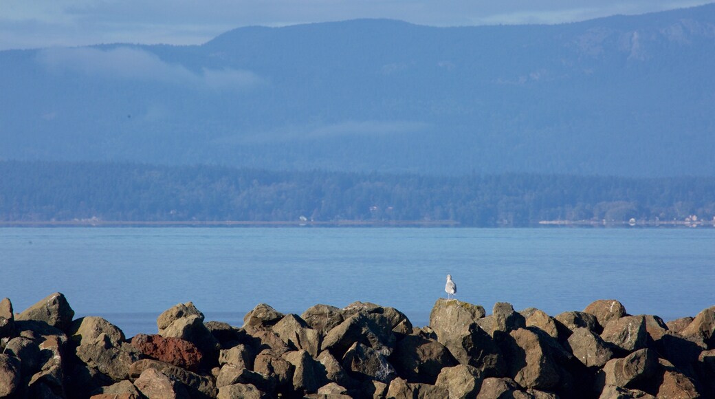 Bellingham que incluye una bahía o un puerto y litoral rocoso
