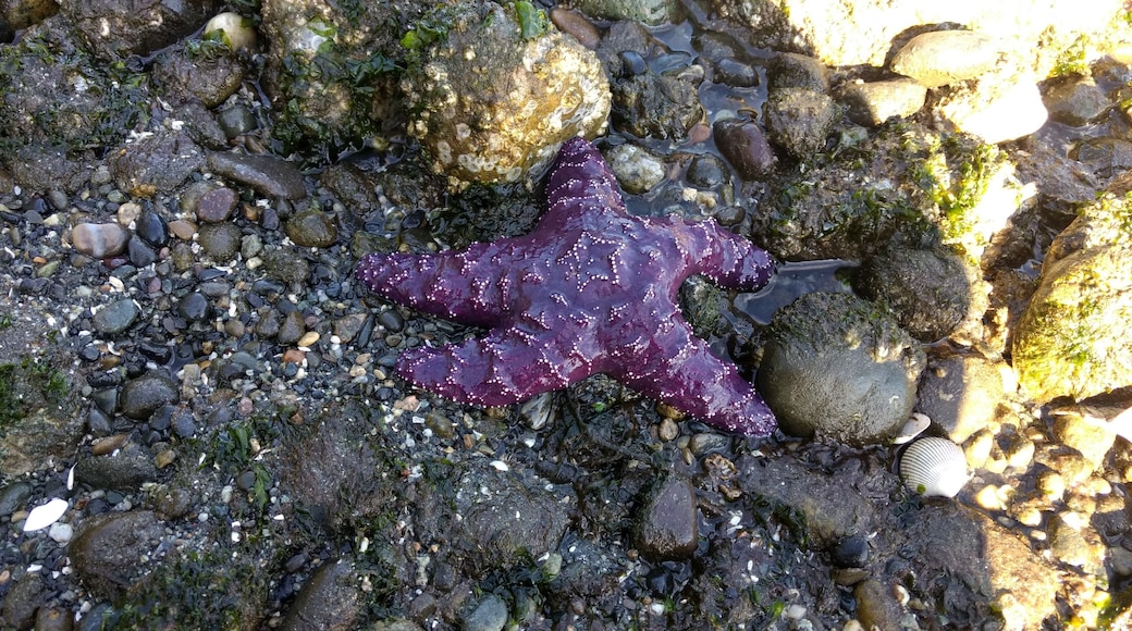Brilliant purple starfish on the beach
#LifeAtExpedia