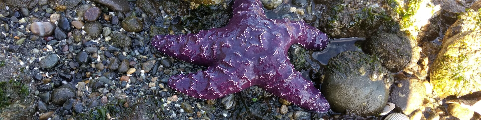 Brilliant purple starfish on the beach
#LifeAtExpedia