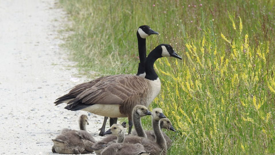 A group of geese on a gravel path with yellow wildflowers.
