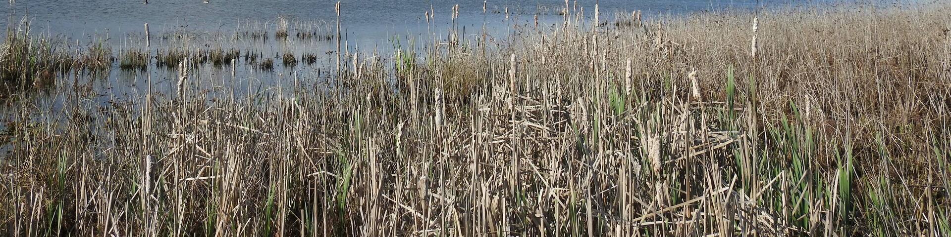 A wetland with tall grasses and a calm body of water under a partly cloudy sky.