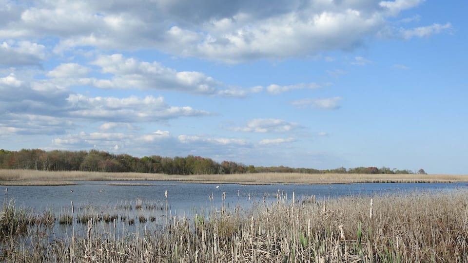 A wetland with tall grasses and a calm body of water under a partly cloudy sky.