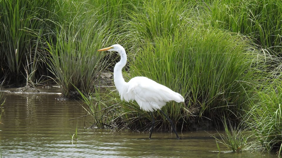 A white egret standing in shallow water surrounded by tall green grass.