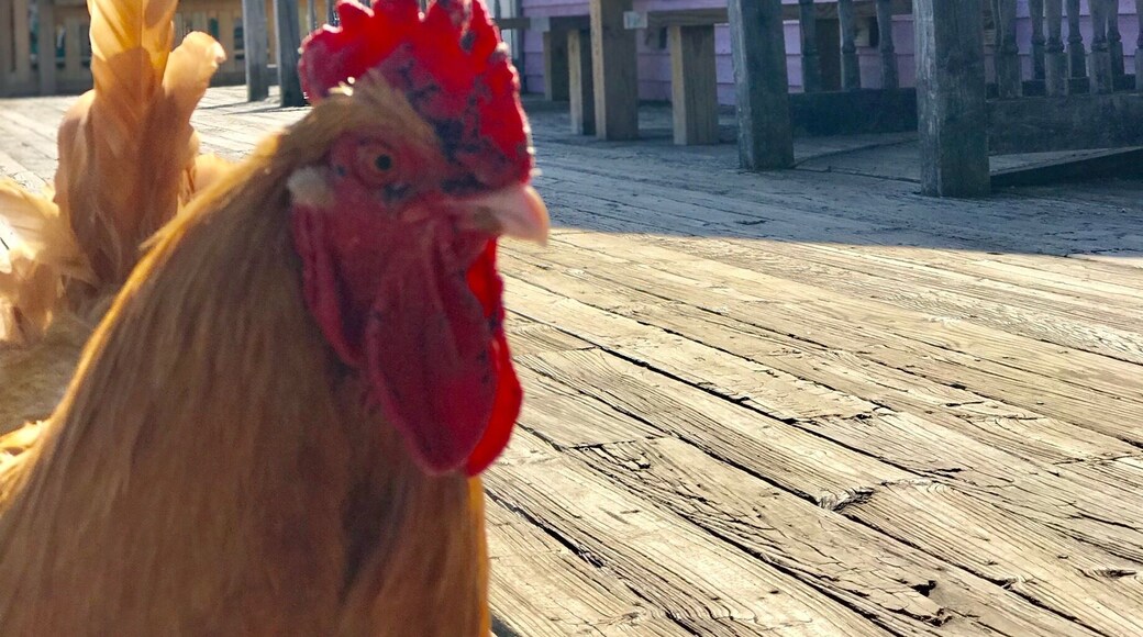 Outside the pizza place on the boardwalk of Smithville. Made a new friend.
