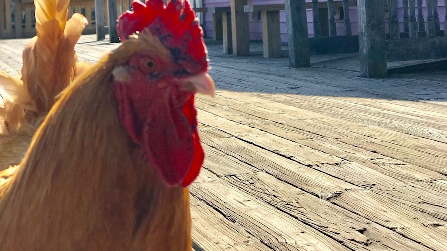 Outside the pizza place on the boardwalk of Smithville. Made a new friend.
