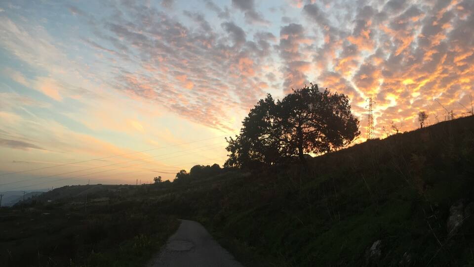 A rural road with a large tree on the right and a sunset in the background.