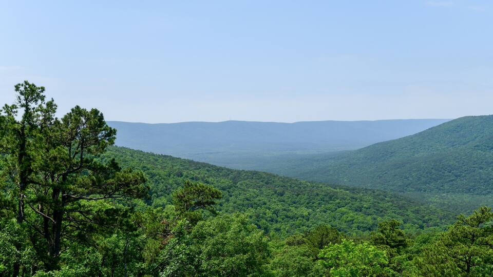 A dense forest with a clear sky.