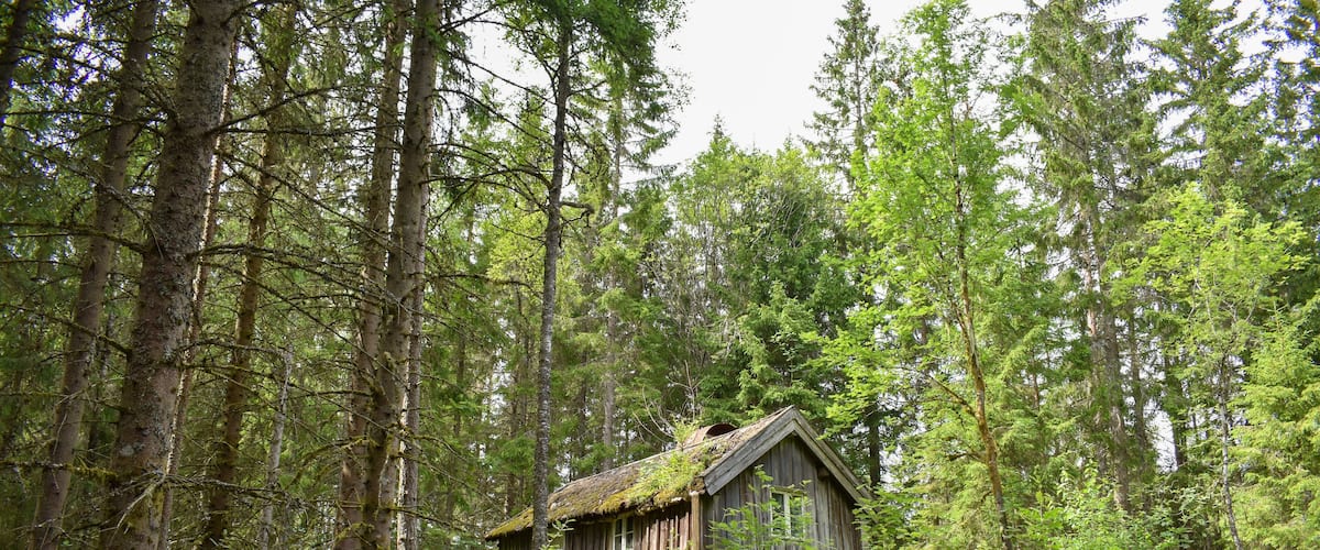 A rustic cabin surrounded by dense forest and moss-covered rocks.