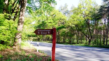 A signpost in a forested area with a road in the background.