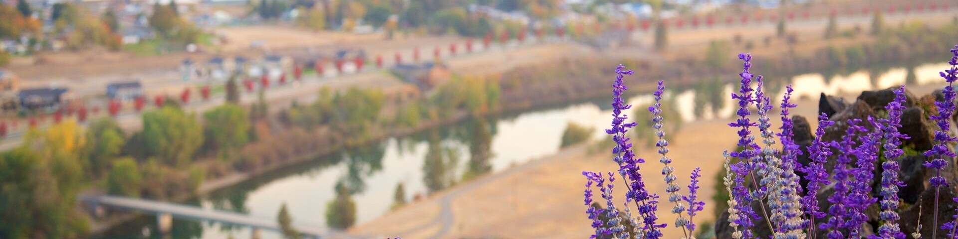 Flores roxas em primeiro plano, com paisagem urbana e rio ao fundo.