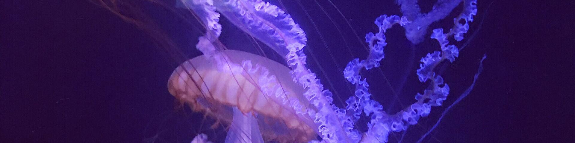 Great aquarium with more than just fish. I reserve judgment until I see Monterey’s tanks as who is best