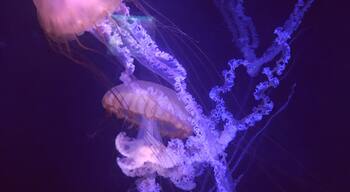 Great aquarium with more than just fish. I reserve judgment until I see Monterey’s tanks as who is best