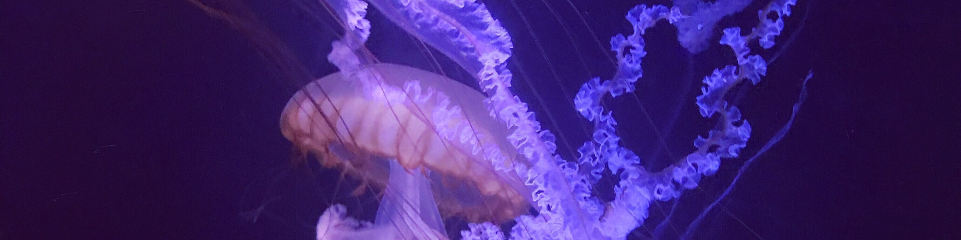 Great aquarium with more than just fish. I reserve judgment until I see Montereyâs tanks as who is best