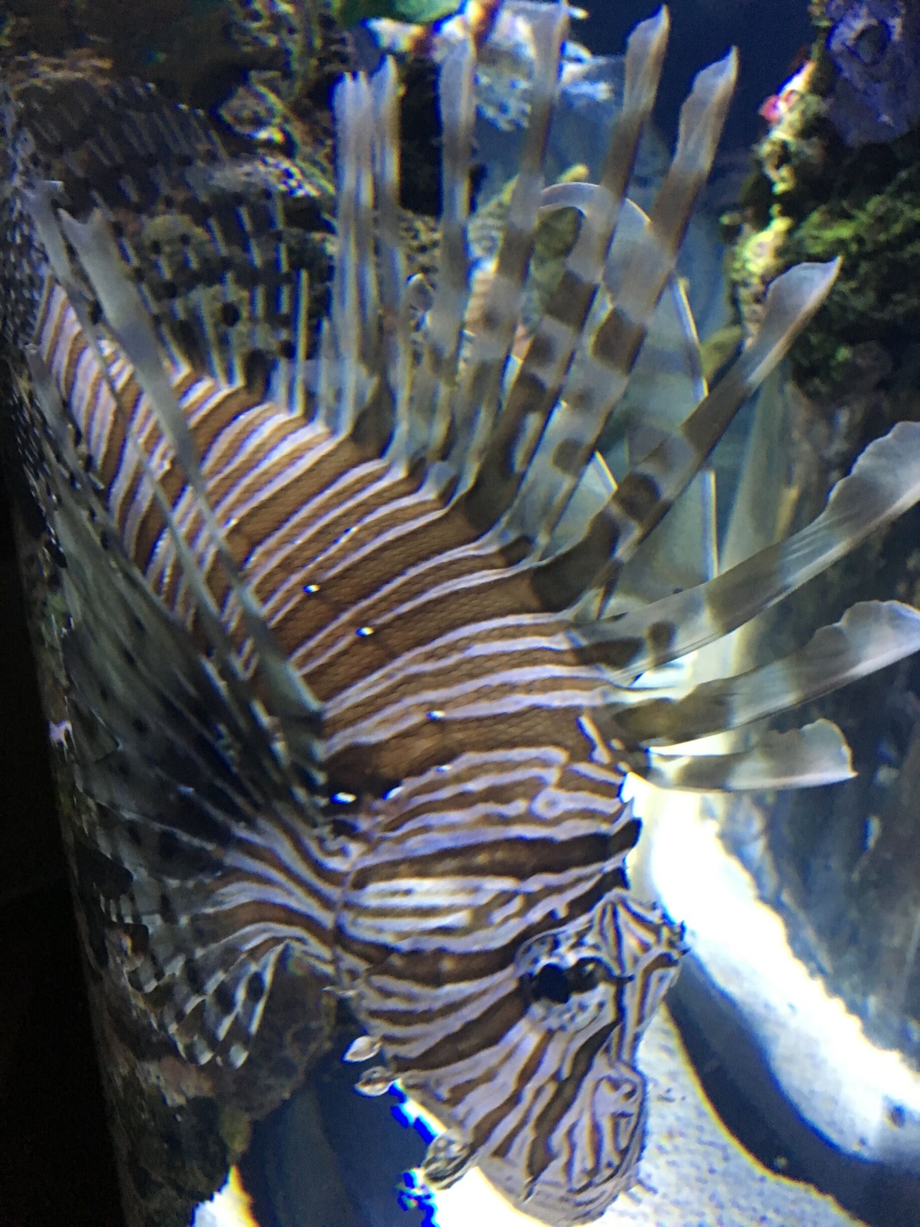 Great place to see tropical fish.