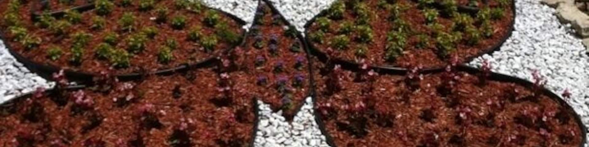 A butterfly at the Butterfly Housr