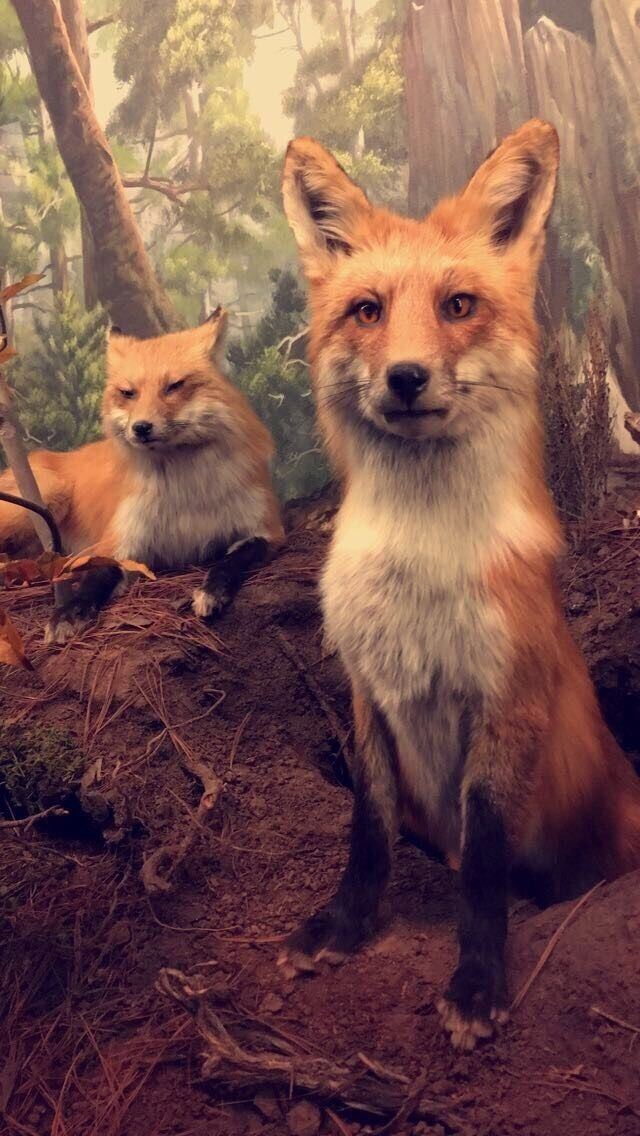 Another discovery on the way to Chicago! Visiting the museum was my brother's idea. We did not visit the aquarium because it'd be a lot more expensive but we wouldn't have had time anyway. I think you should have at least 5 hours to spare to enjoy the whole place. 