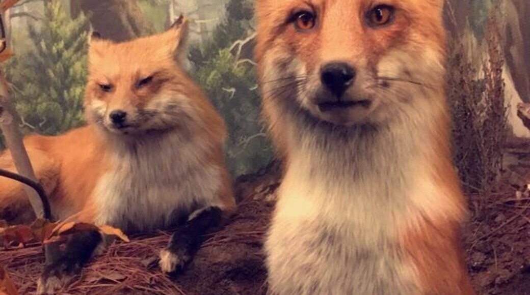 Another discovery on the way to Chicago! Visiting the museum was my brother's idea. We did not visit the aquarium because it'd be a lot more expensive but we wouldn't have had time anyway. I think you should have at least 5 hours to spare to enjoy the whole place.