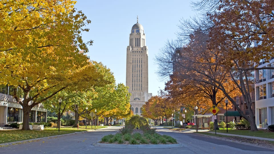 A tree-lined street with a tall building in the background.