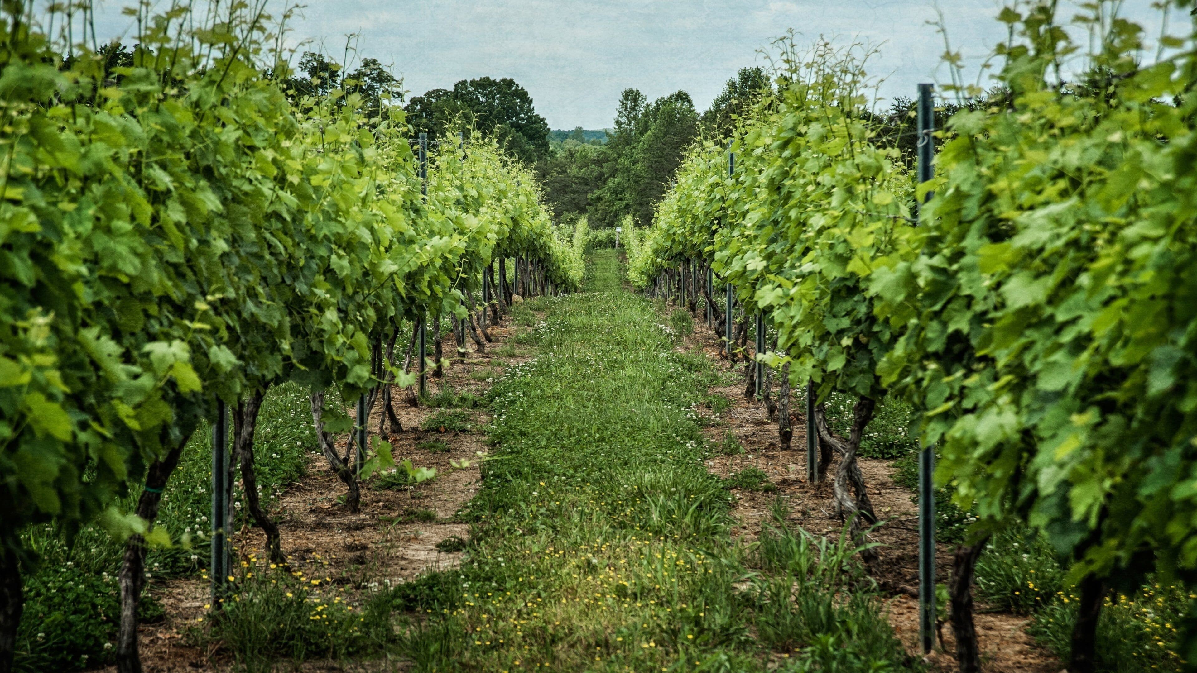 Greensboro featuring farmland