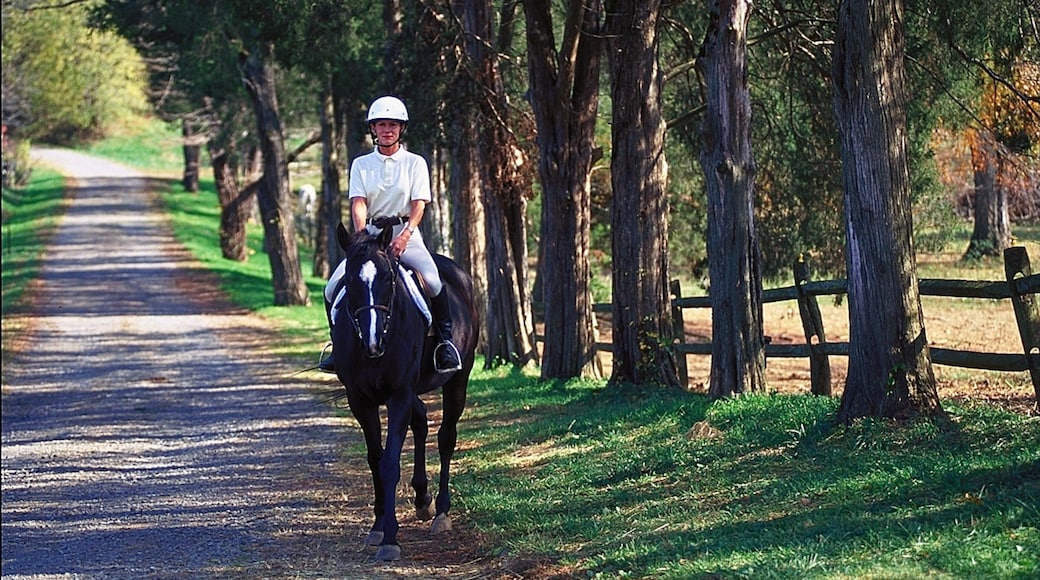 Winston – Salem das einen Reiten, Landschaften und Landtiere
