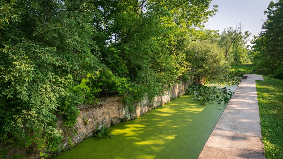 A narrow water channel with green algae, flanked by dense foliage and a concrete path.