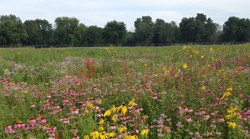 A section of Huffman Prairie, which was where the Wright Brothers perfected their flying machine, is maintained as a natural prairie. The wildflower blooms are incredible all summer!