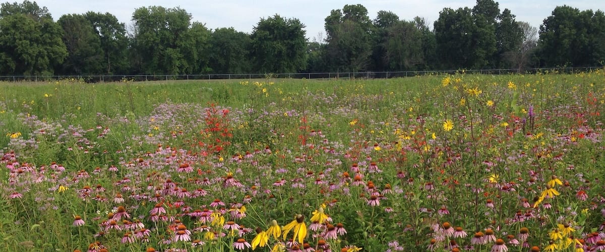 A section of Huffman Prairie, which was where the Wright Brothers perfected their flying machine, is maintained as a natural prairie. The wildflower blooms are incredible all summer!