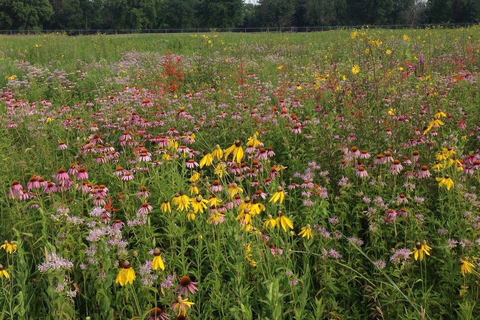A field of wildflowers with a variety of colors including pink, yellow, and purple.