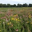 A section of Huffman Prairie, which was where the Wright Brothers perfected their flying machine, is maintained as a natural prairie. The wildflower blooms are incredible all summer!