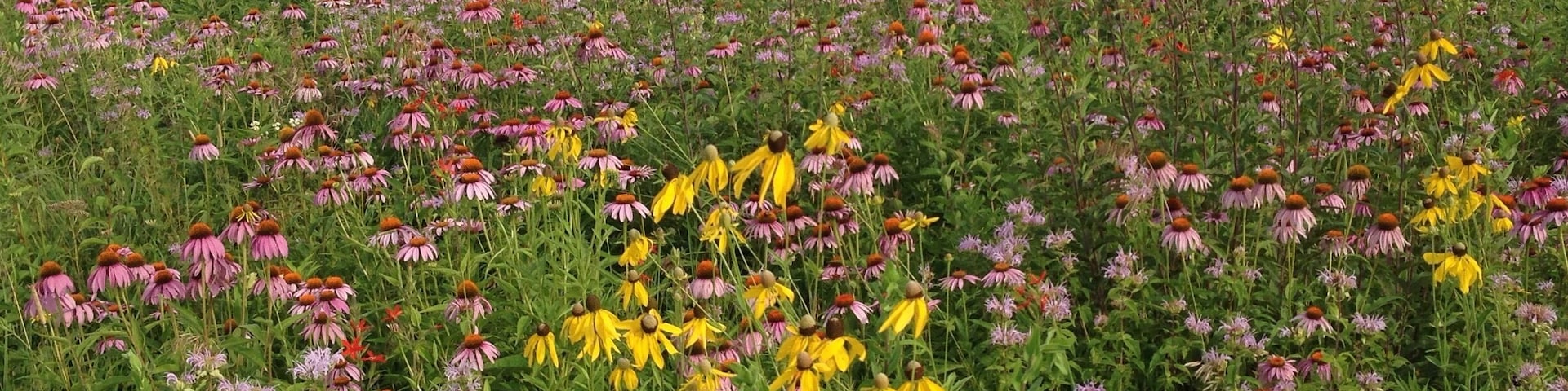 A section of Huffman Prairie, which was where the Wright Brothers perfected their flying machine, is maintained as a natural prairie. The wildflower blooms are incredible all summer!