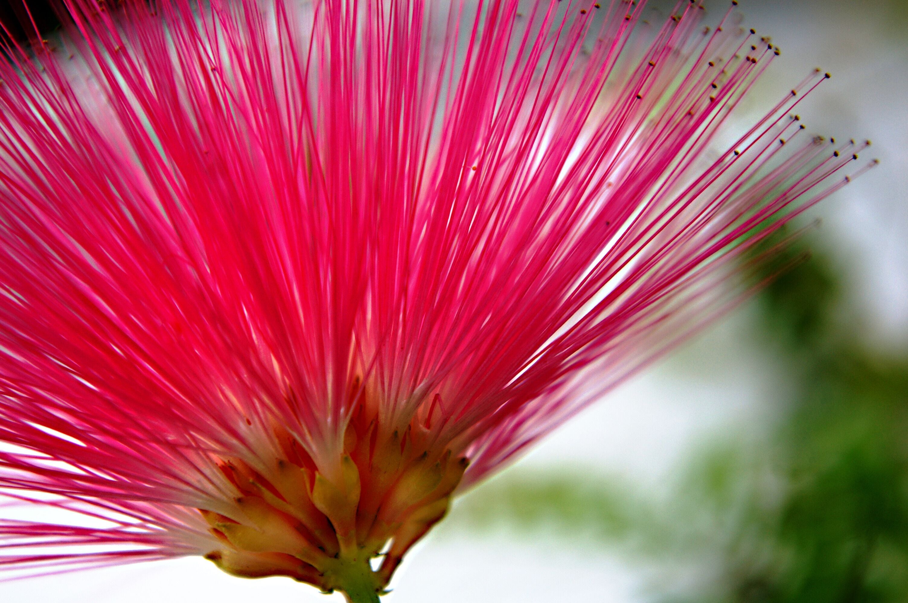 Calliandra eriophylla commonly known as Fairy Duster.