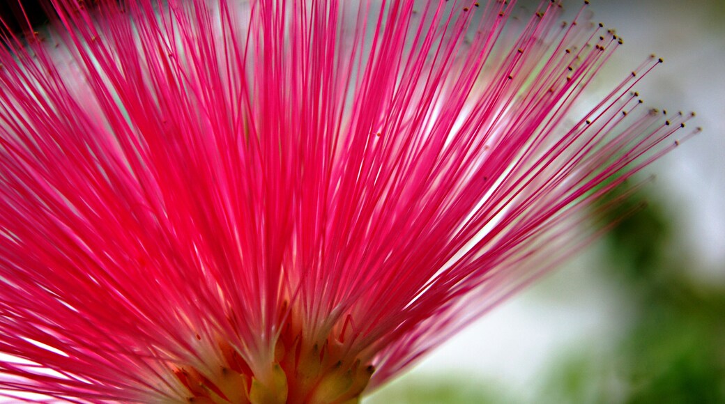 Calliandra eriophylla commonly known as Fairy Duster.