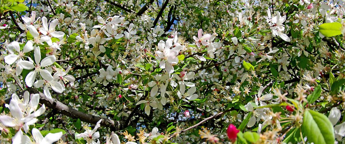 Beautiful flowers throughout the park. A place we try to visit every time we head South out of Michigan on Interstate-75. #Nature
