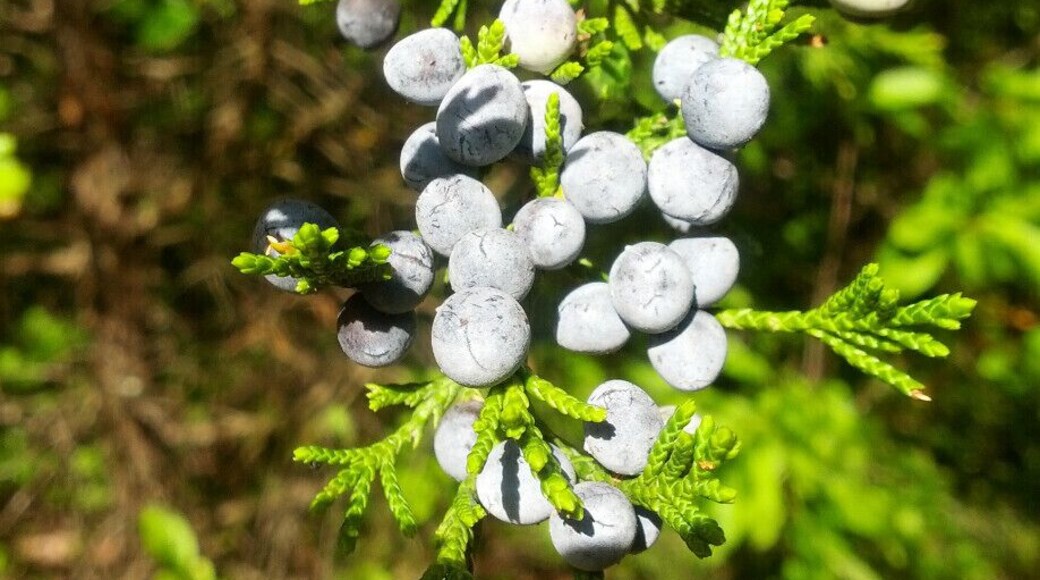 The porcelain blue 'berries' of the Eastern Red Cedar (Juniperus virginiana). Cedars are conifers and despite their appearance to the contrary of the typical 'pine cone', these fruits are actually modified cones.