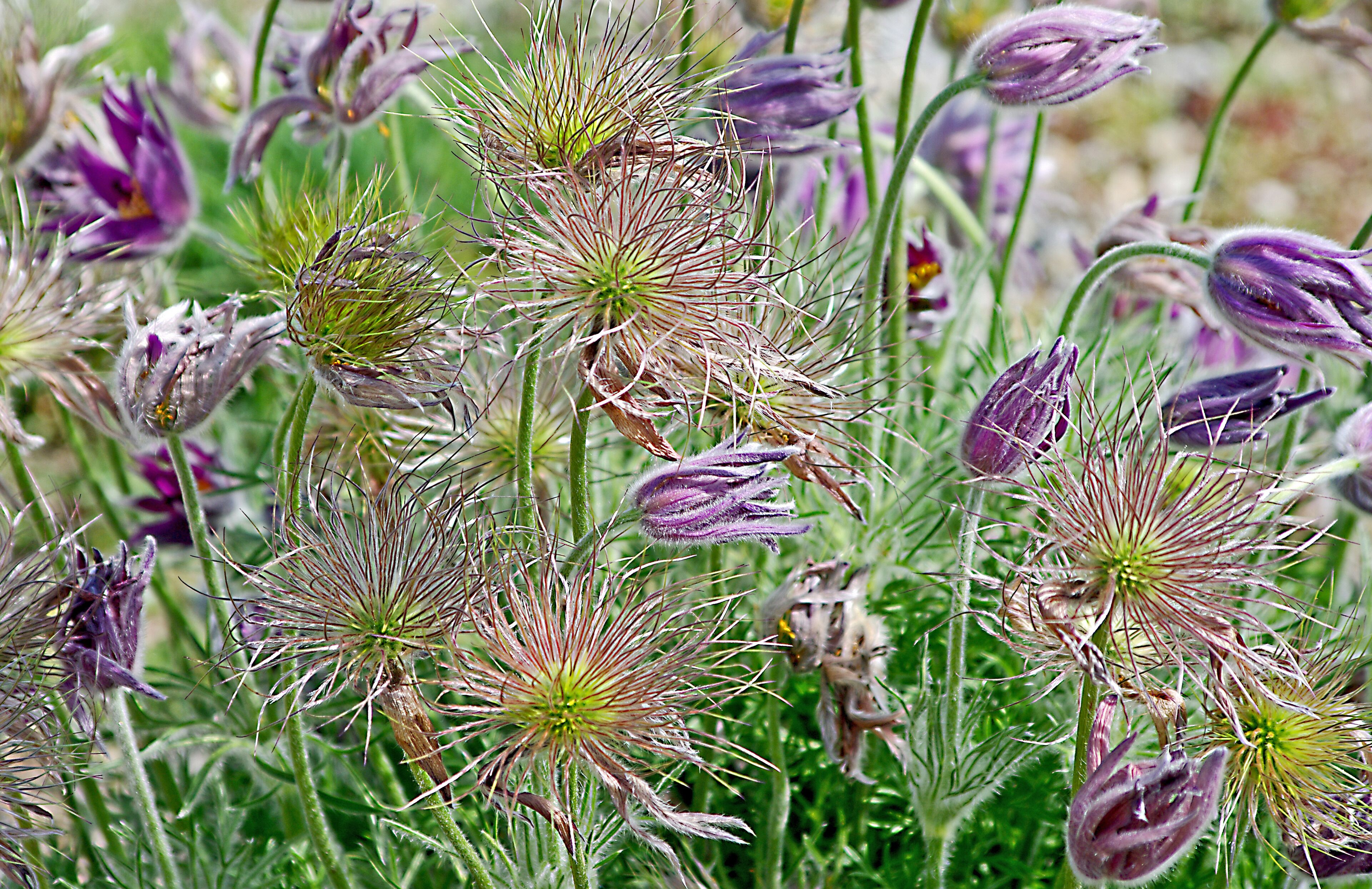 Beautiful flowers throughout the park. A place we try to visit every time we head South out of Michigan on Interstate-75. #Nature