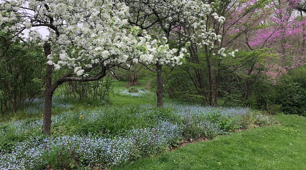 This tiny metropark was once the garden of the Aulls, who cultivated local wildflowers to create a wild seeming area of hills, lawns, and forests surrounding their house. I’ve never seen anything like it. It is a place of deep serenity, peace, and beauty. We visited in early May and the bluebells and yellow poppies carpeted the forest floors and the “lilac lawn” was just beginning to bloom.
