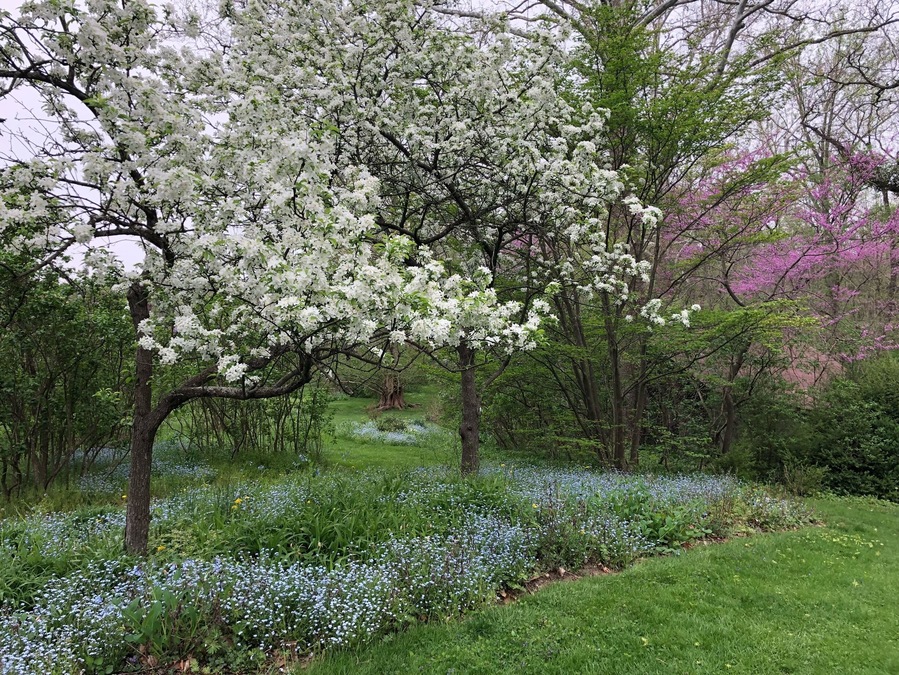 This tiny metropark was once the garden of the Aulls, who cultivated local wildflowers to create a wild seeming area of hills, lawns, and forests surrounding their house. I’ve never seen anything like it. It is a place of deep serenity, peace, and beauty. We visited in early May and the bluebells and yellow poppies carpeted the forest floors and the “lilac lawn” was just beginning to bloom.