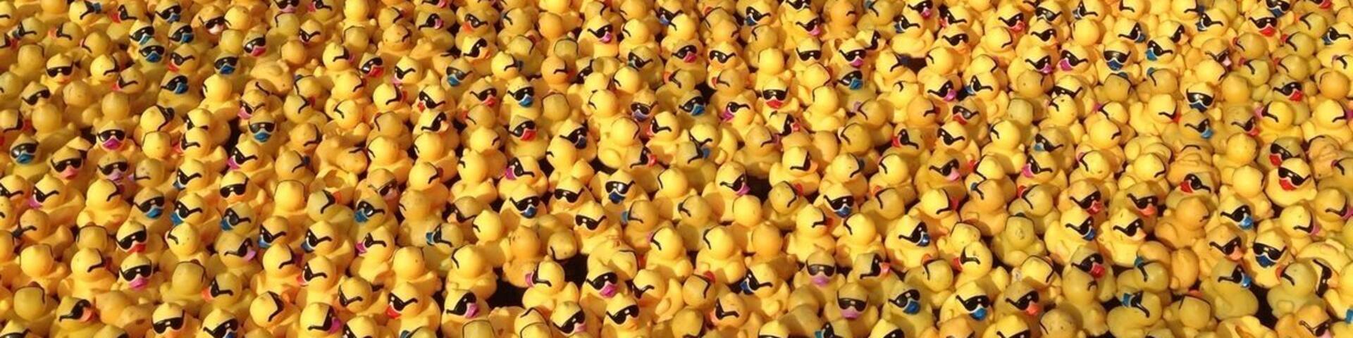 A large number of yellow rubber ducks arranged in rows.