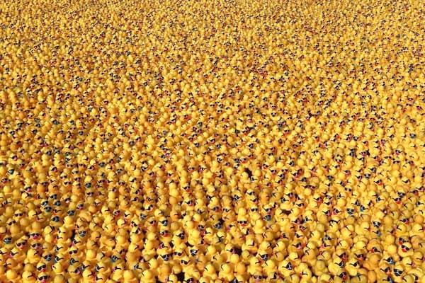 Viele gelbe Gummienten sind ordentlich in Reihen angeordnet.