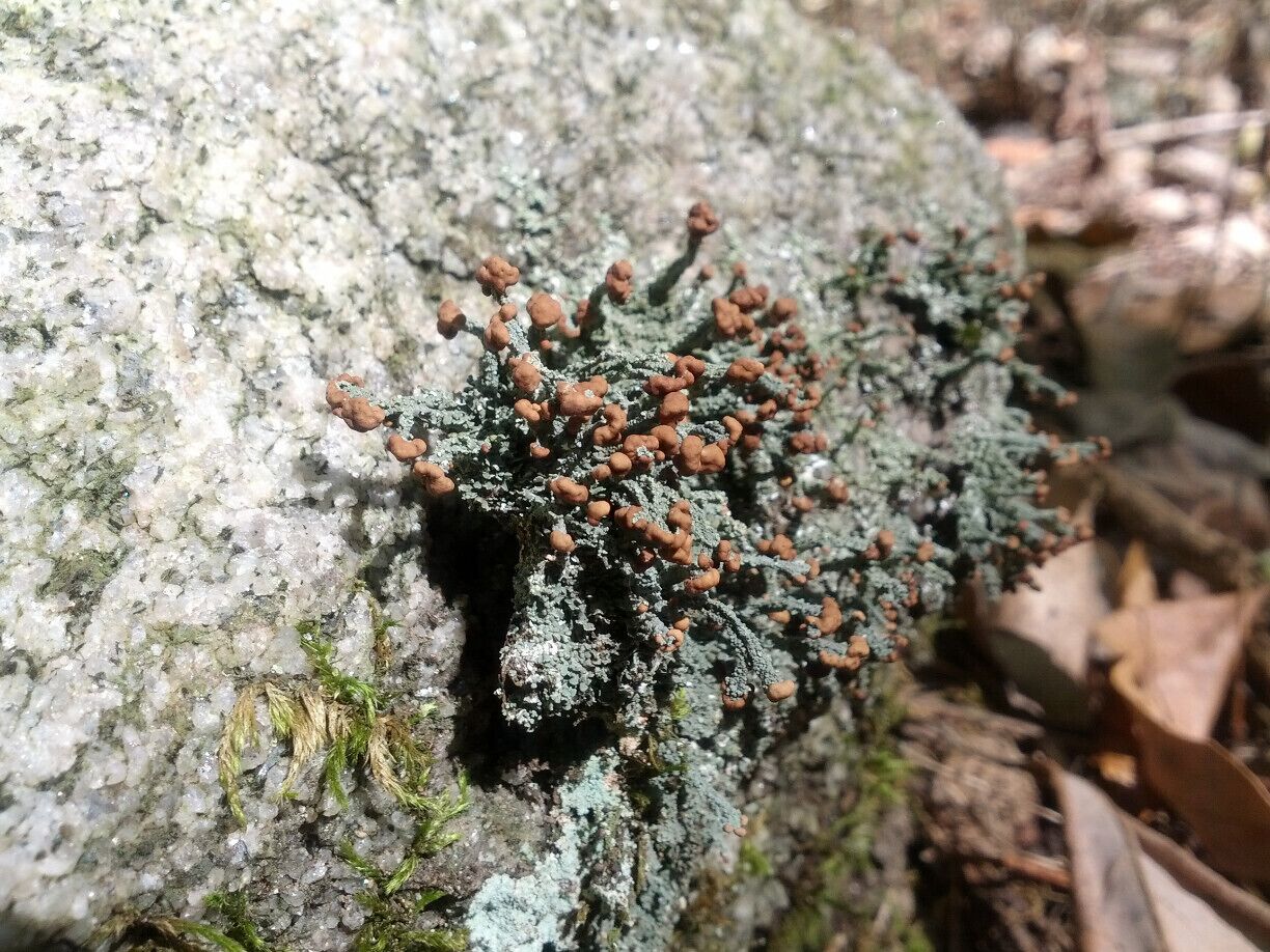 What is likely the fruiting body of a lichen growing on the sparkling iridescent surface of a glacial erratic.  