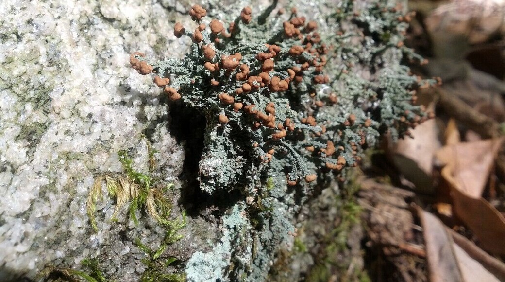 What is likely the fruiting body of a lichen growing on the sparkling iridescent surface of a glacial erratic.