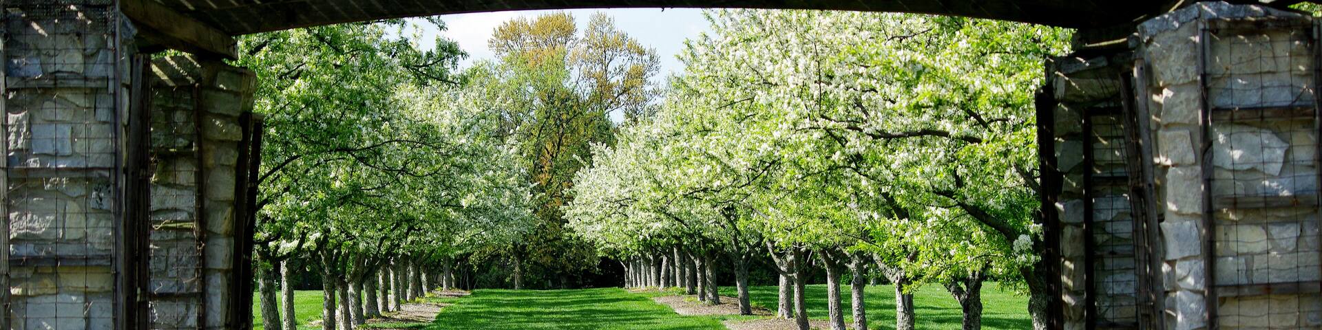 Parallel Lines #5
Parallel lines of Apple Blossom trees as seen through an arbor.