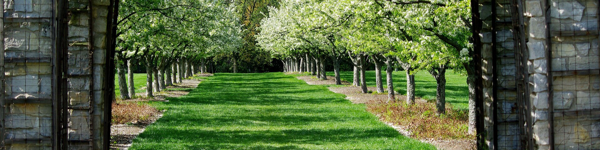 Parallel Lines #5
Parallel lines of Apple Blossom trees as seen through an arbor.